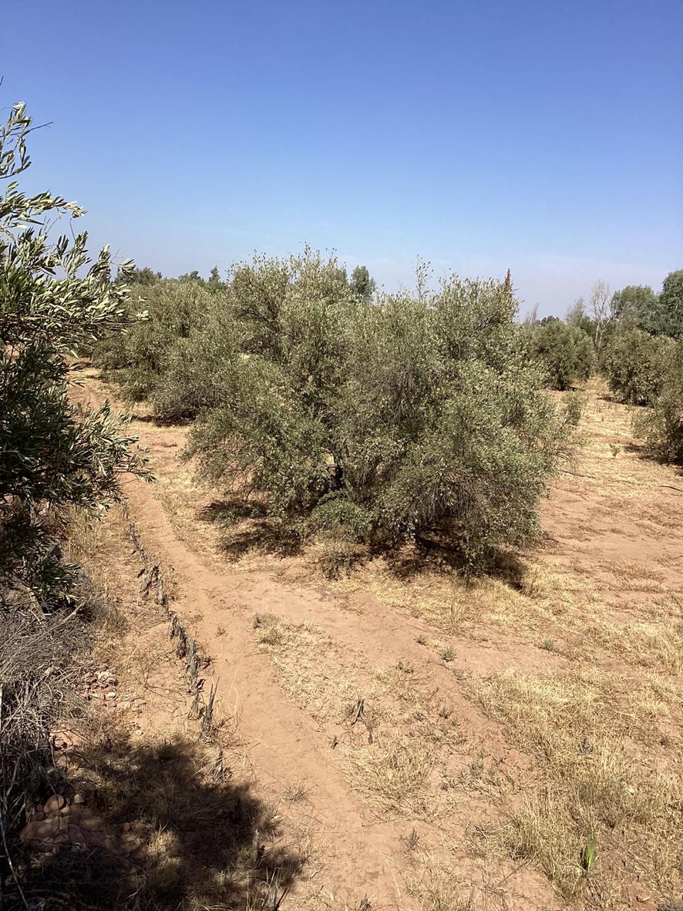 terrain 9