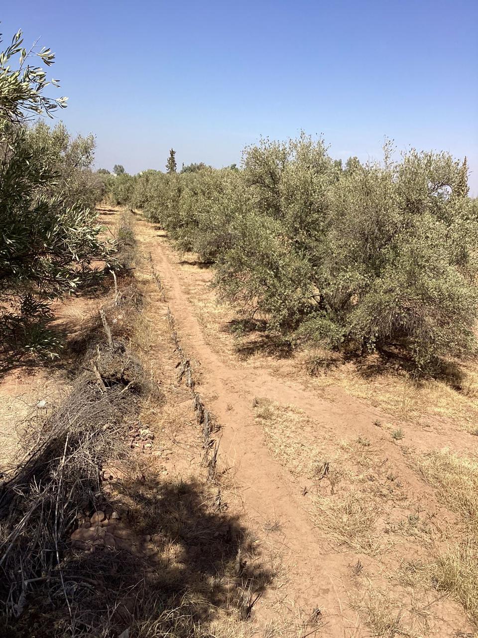 terrain 10