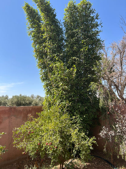 villa 2