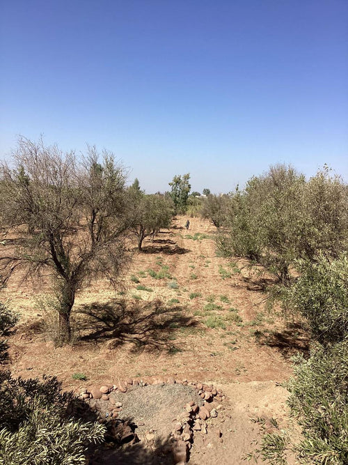 terrain 9