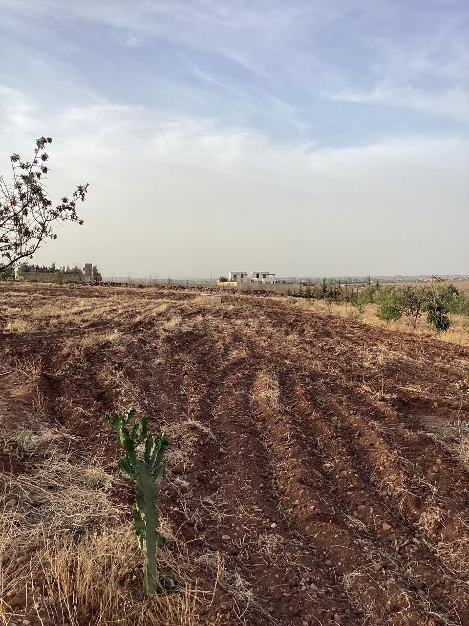 terrain 11
