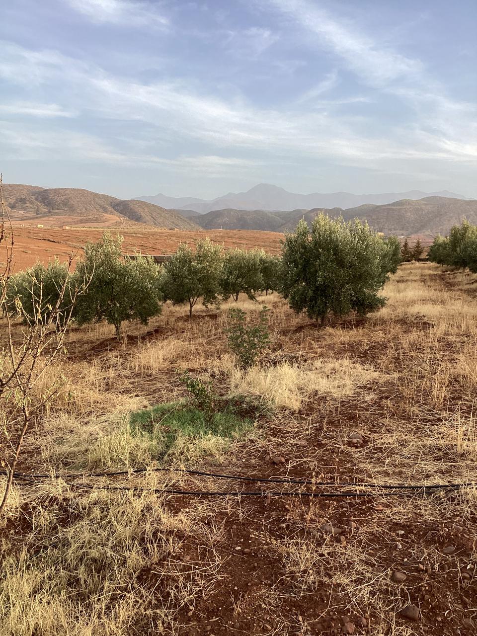 terrain 11