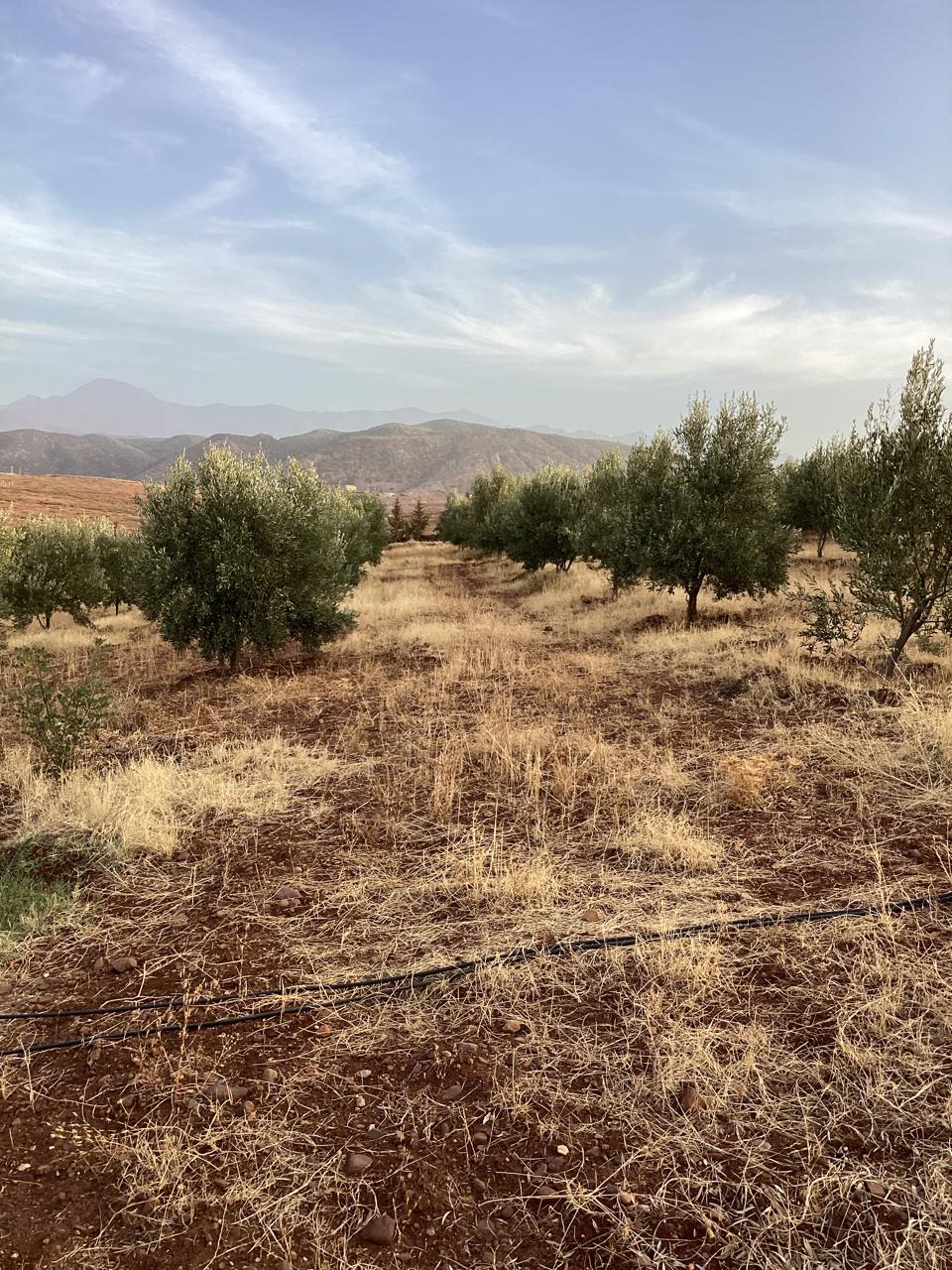 terrain 11
