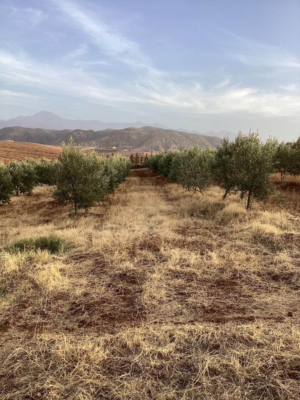 terrain 11