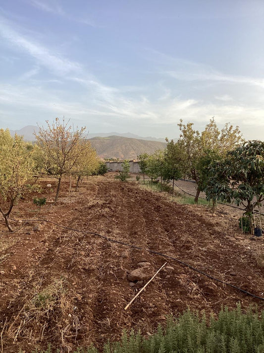 terrain 11